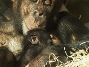 VIDEO: Zoologická zahrada se pochlubila mládětem kriticky ohroženého šimpanze