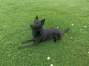 Policistům pomohl Barny. Pachatel skončil v poutech během půl hodiny