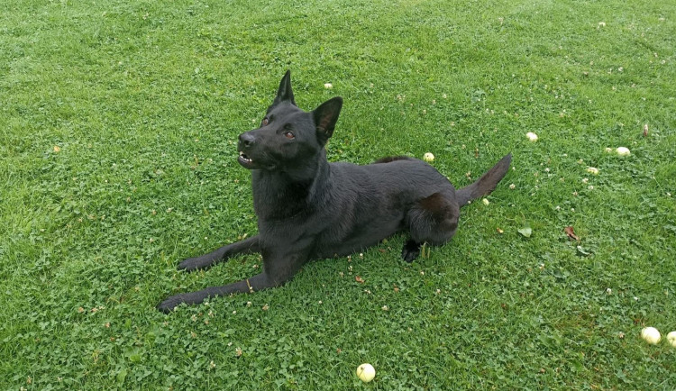 Policistům pomohl Barny. Pachatel skončil v poutech během půl hodiny.