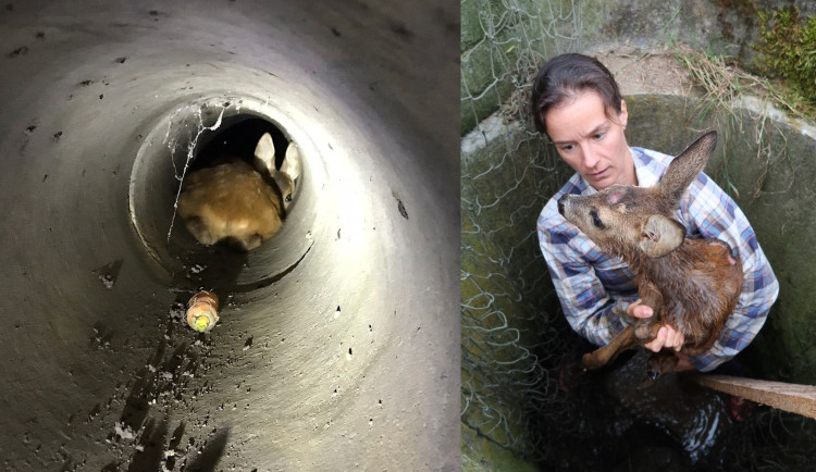 Dramatická záchrana srnčete z potrubí. Děti kreativně použily i auto na dálkové ovládání