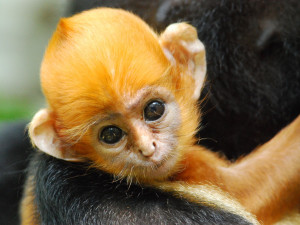 Charitativní běh v ostravské zoo podpoří ohrožené langury, nejohroženější primáty světa