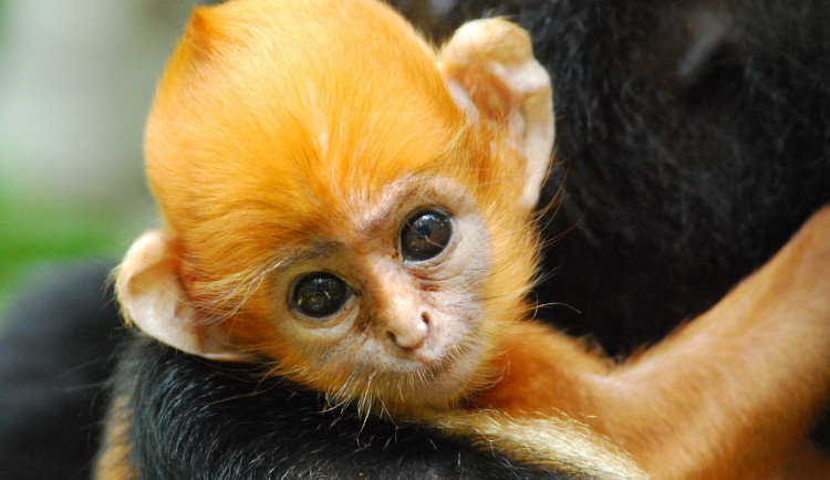 Charitativní běh v ostravské zoo podpoří ohrožené langury, nejohroženější primáty světa