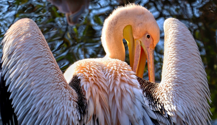 Smutný konec pátrání po uprchlém pelikánovi ze zoo, nalezli ho mrtvého