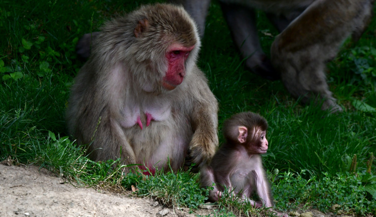 Tlupa se rozrostla. Olomoucká zoo přivítala pět nových makaků