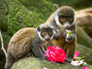 Ostravská zoo slaví chovatelský úspěch. Daří se tam ohroženým lemurům