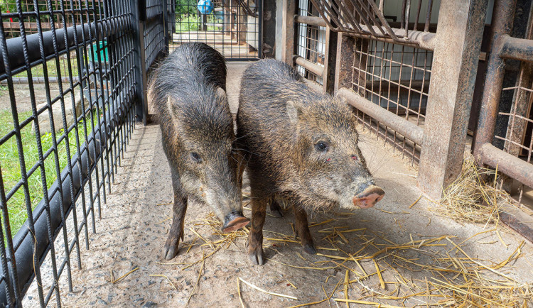 Pekari bělobradý na Svatém Kopečku. Zoo Olomouc chová nový vzácný druh
