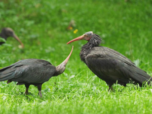 Nová mláďata v ostravské zoo. Hejno kriticky ohrožených ibisů se opět rozrostlo