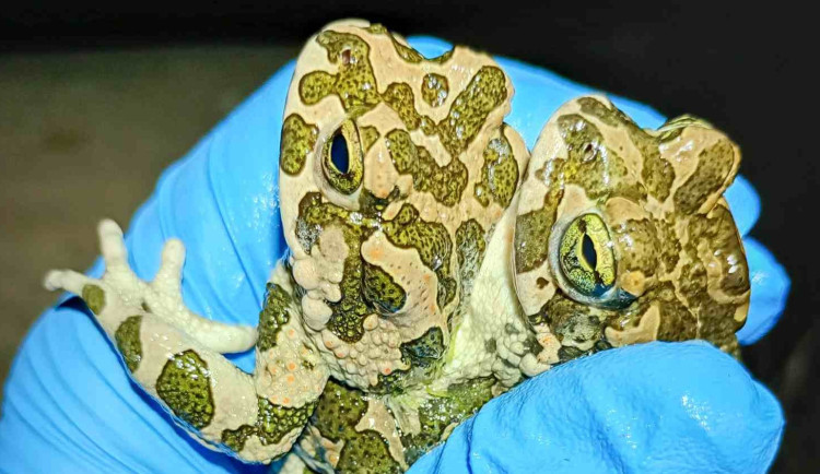 Ve Fakultní nemocnici zpívají ropuchy zelené. Menší populace si oblíbila zdejší fontánu