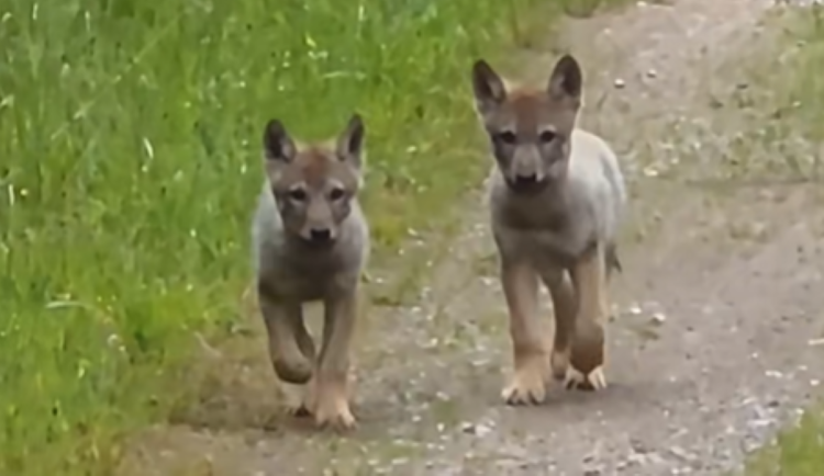 VIDEO: Žena v Jeseníkách natočila šest skotačících vlčat. Splnil se mi sen, svěřila se