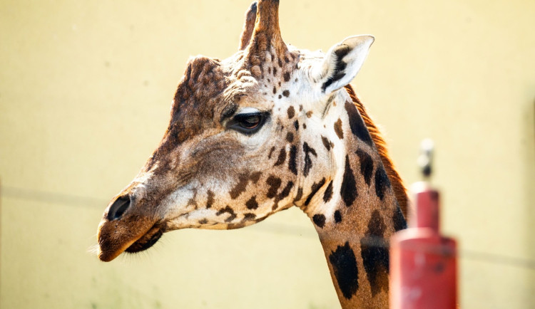 Ostravská zoo dočasně pečuje o samce žirafy z Liberce, slibuje si od něj mláďata