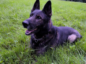 Do hodiny bylo po všem. Pes Rey pomohl během chvíle dopadnout zloděje