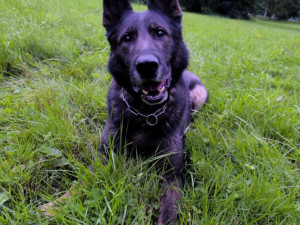 Do hodiny bylo po všem. Pes Rey pomohl během chvíle dopadnout zloděje