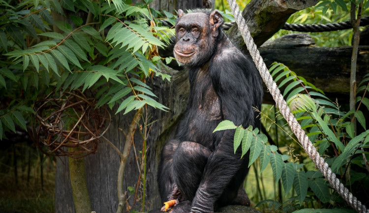 O prohlídky s průvodcem je ve dvorském Safari Parku velký zájem