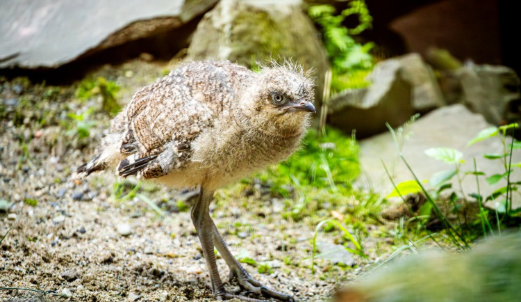 V Zoo Ostrava se vylíhlo mládě seriemy rudozobé. Lidem slouží i jako hlídač
