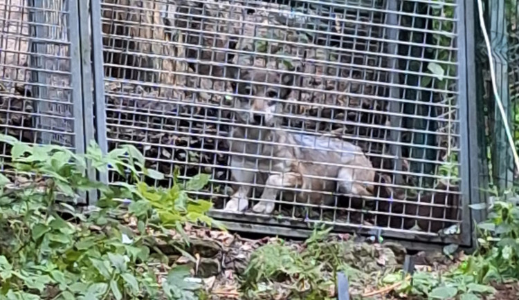 Na Šumavě odchytili vlčici uprchlou z výběhu. Na útěku je ale ještě další vlk