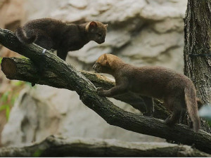VIDEO: V ostravské zoologické zahradě se rozmnožili jaguarundi, příbuzní gepardů