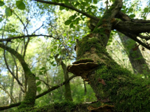Ochránci přírody vykoupili na Karvinsku další pozemek, který ponechají přírodě