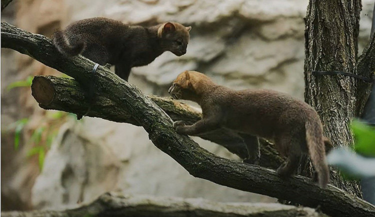 V ostravské zoologické zahradě se rozmnožili jaguarundi, malí příbuzní gepardů. Foto: Se svolením Zoo Ostrava