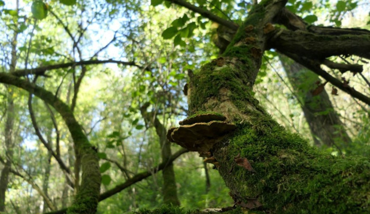 Lužní les V Lyngu. Foto: Se svolením Českého svazu ochránců přírody