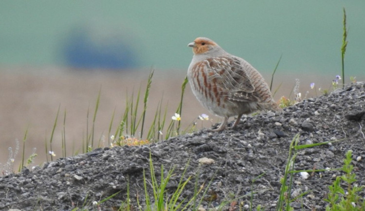 Koroptev polní, foto: Pavla Tomková