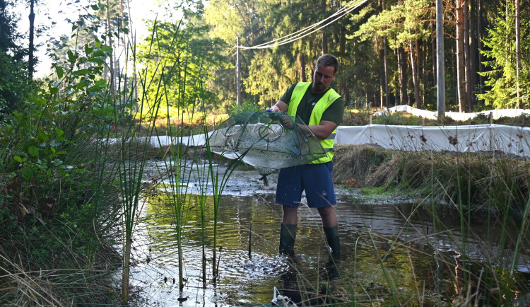 Žáby na cestách: Kvůli nové cyklostezce v hradeckých lesích se stěhují chránění obyvatelé