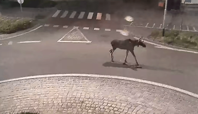 Morava Emilovi nestačila. Los se procházel po Břeclavi, odešel do Rakouska