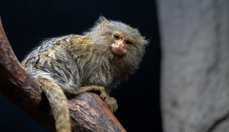 Nejmenší opice světa na Svatém Kopečku: Zoo Olomouc získala pár kosmanů zakrslých východních