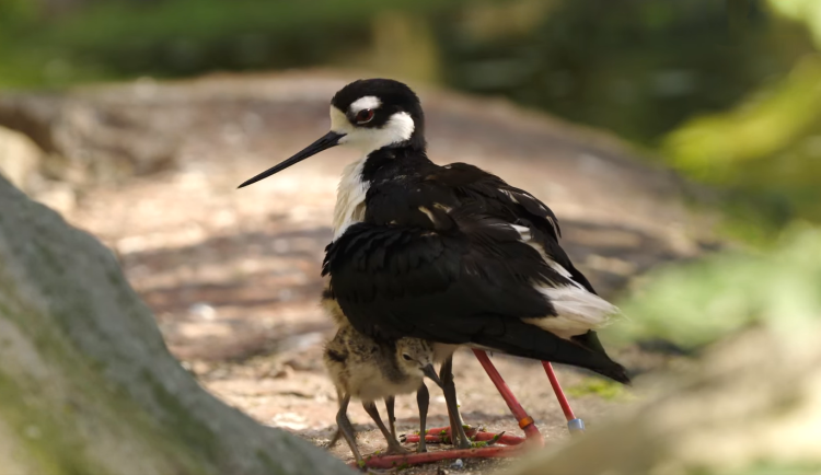 Úspěšné ptačí odchovy v Ostravě, mají tam i opeřence co vypadá jako maličký čáp