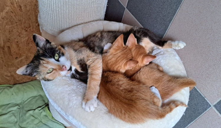 Rekordní léto pro Kryšpína. Brněnský spolek podpořil stovky koček a začal kastrovat