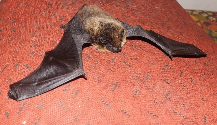 Období netopýřích záletů je tady. Stačí pootevřené okno a do bytu jich vlítne i stovka