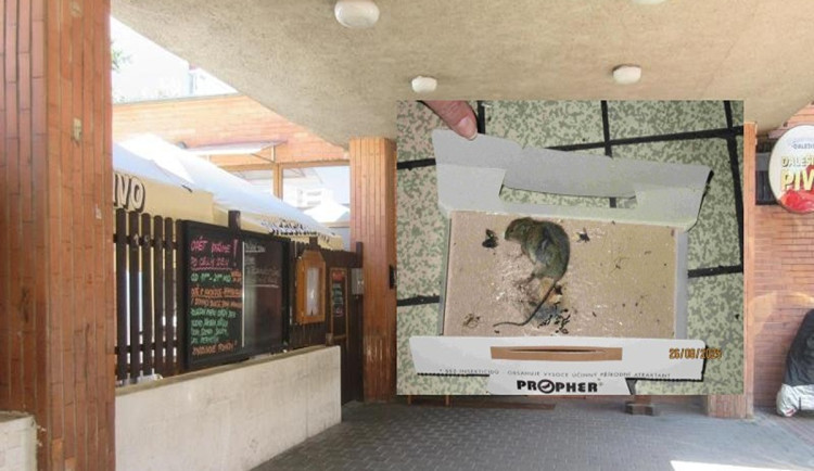 Nepořádek, mrtvé myši a plesnivé suroviny. Inspektoři zavřeli pivnici v Brně