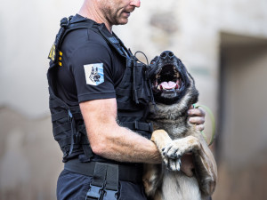 Policejní hrdinové: psi Dronko, Daphne a Ragnar v srpnu zasahovali u 4 případů