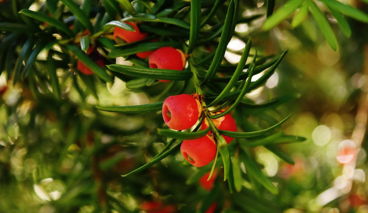 Žena se v Brně ládovala jedovatými bobulemi. Měla jsem na něco chuť, vysvětlovala
