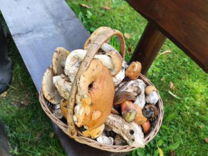 Kde rostou houby? Největší šanci máte na Frýdecko-Místecku a Novojičínsku