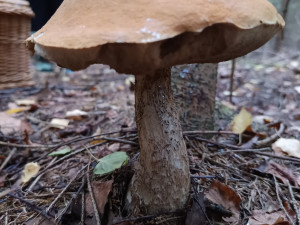 Kde rostou houby? Největší šanci máte na Frýdecko-Místecku a Novojičínsku