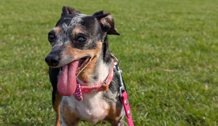 Akce jako Psí den pomáhají psům z útulku najít nový domov