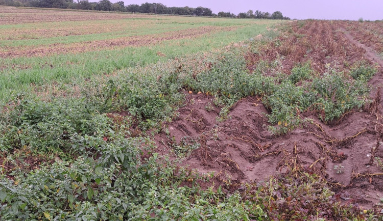 Počasí se umoudřilo. Samosběr brambor, cibule a mrkve u Ludéřova zítra startuje