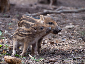 Sele ulovené na Frýdecko-Místecku mělo v sobě nebezpečného parazita svalovce