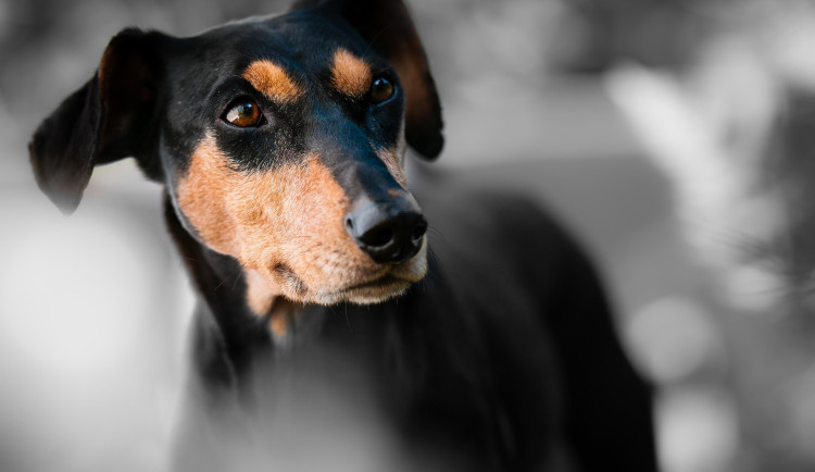 Jablonec nabízí na přelomu září a října hromadné očkování psů. Zdarma