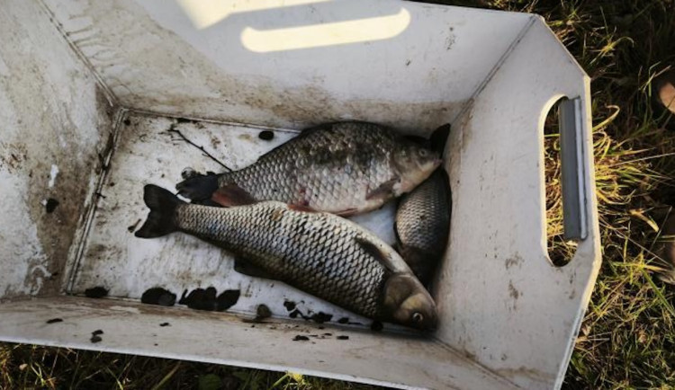 Dvě firmy dostaly od inspekce pokuty za loňské znečištění Odry kyanidem.