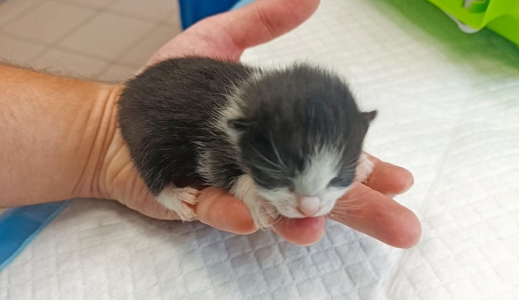 Bez pomoci by nepřežila. Strážníci z Vyškova zachránili osiřelá koťata