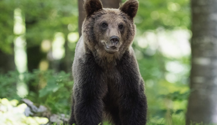 Na Doupově se pravděpodobně nachází medvěd či skupina medvědů