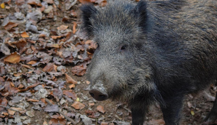 Krumlov varuje obyvatele, divoká prasata hledají potravu a stahují se k městu
