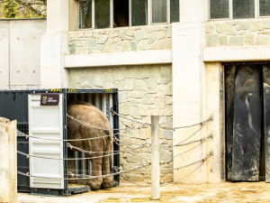 Osmiletý samec slona indického odcestuje z ostravské zoo do Francie