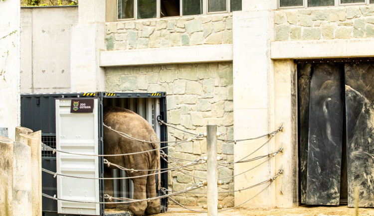 Osmiletý samec slona indického odcestuje z ostravské zoo do Francie.