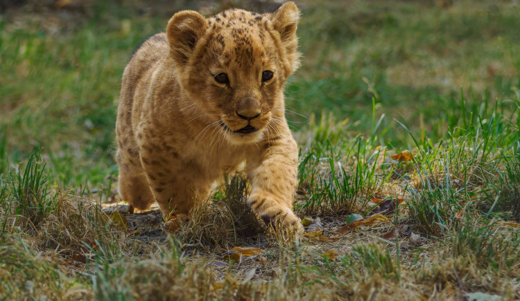 Vymodlené lvíče roste jako z vody, radují se v brněnské zoo. Vybrali mu jméno