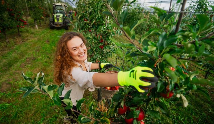 Kofola zachránila Pragerovy sady v Libině. Kromě jablek pěstuje i byliny