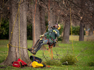 Ostravské stromy dostanou čerstvý sestřih. Arboristé je ošetří a odstraní jmelí