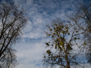 Ostravské stromy dostanou čerstvý sestřih. Arboristé je ošetří a odstraní jmelí