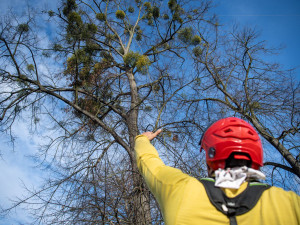 Ostravské stromy dostanou čerstvý sestřih. Arboristé je ošetří a odstraní jmelí